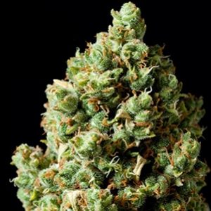 Critical Kush