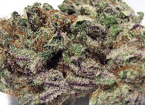 Blackberry Kush