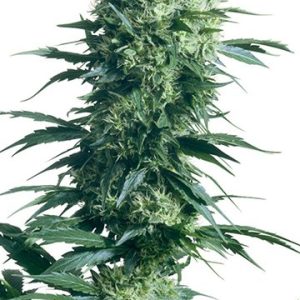 AK – 47 Feminized Cannabis Seeds