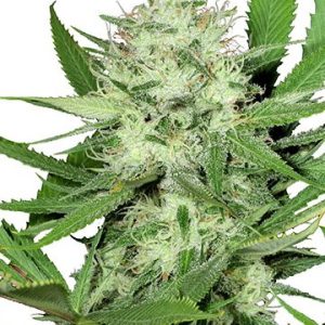 Acapulco Gold Feminized Cannabis Seeds