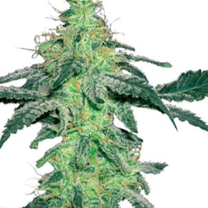 Amnesia Feminized Cannabis Seeds