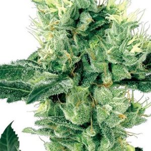 Animal Crackers Feminized Cannabis Seeds