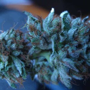 Blueberry Kush