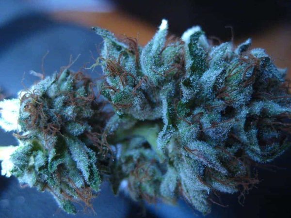 Blueberry Kush