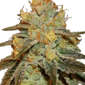 Bruce Banner Feminized Cannabis Seeds