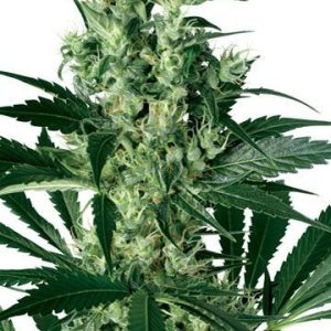Critical Kush Feminized Cannabis Seeds