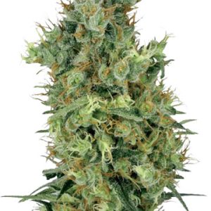 Diesel Feminized Cannabis Seeds