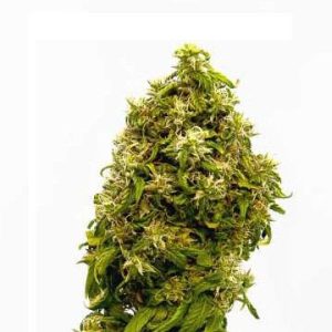 Forbidden Fruit Feminized Cannabis Seeds