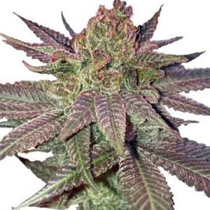 Fruity Pebbles Feminized Cannabis Seeds