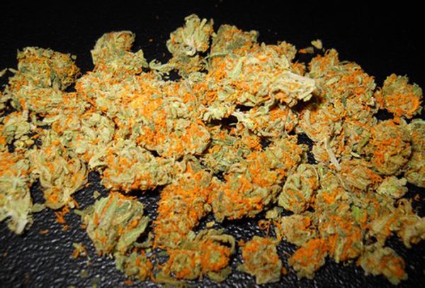 Mango Kush