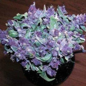 Purple Haze