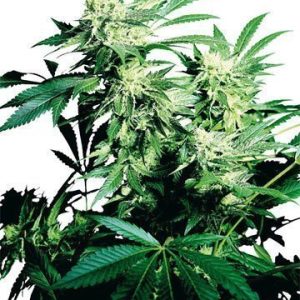 Durban Poison Feminized Cannabis Seeds