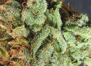Obama Kush