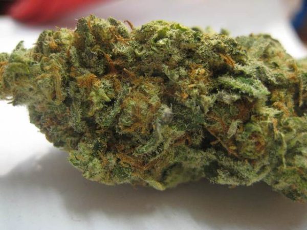 Buy Lavender