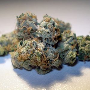 Sensi Star