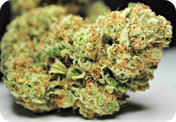 God Bud