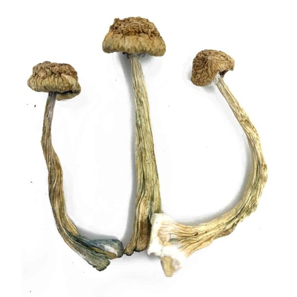 Dried magic mushrooms - Image 3