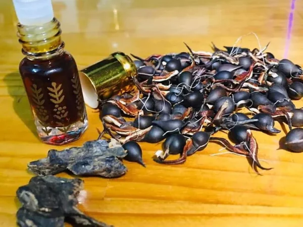 Agarwood Seeds (Aquilaria crassna) Rare oud seeds